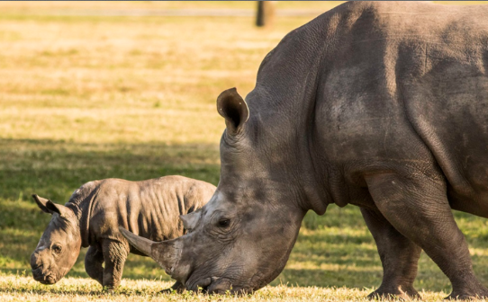 Busch Gardens Tampa Bay Obtiene el “Sello Humane Certified”, del Programa de Conservación Humana de los Estados Unidos Para el Trato de sus Animales